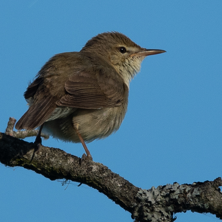Blyth's reed warbler